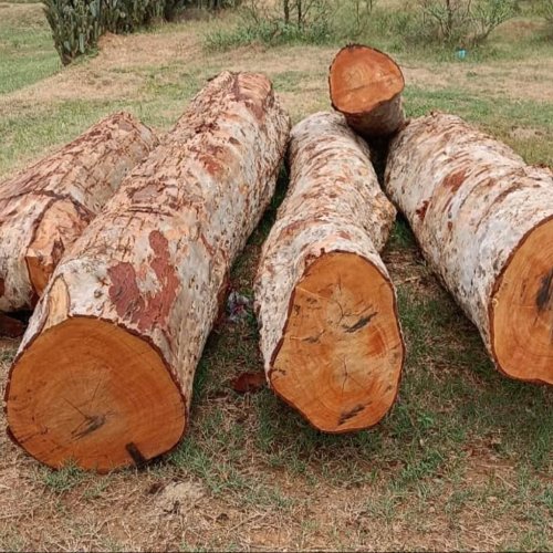 Arjun Wood Logs Arjun Wood Logs