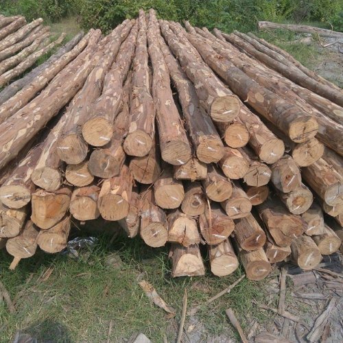 Jamun Wood Logs