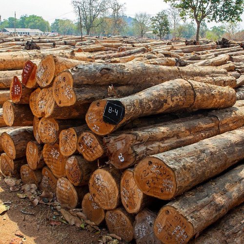 Sheesham Wood Logs