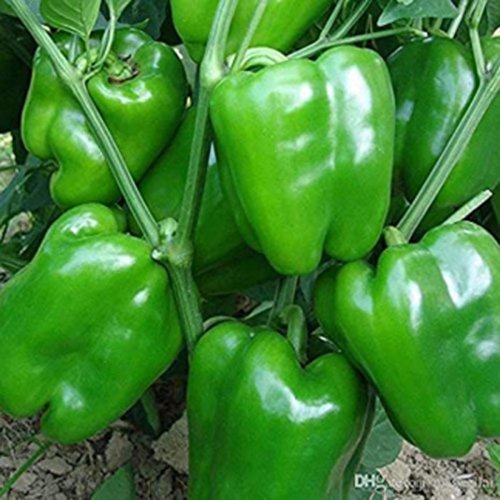 Fresh Green Capsicum