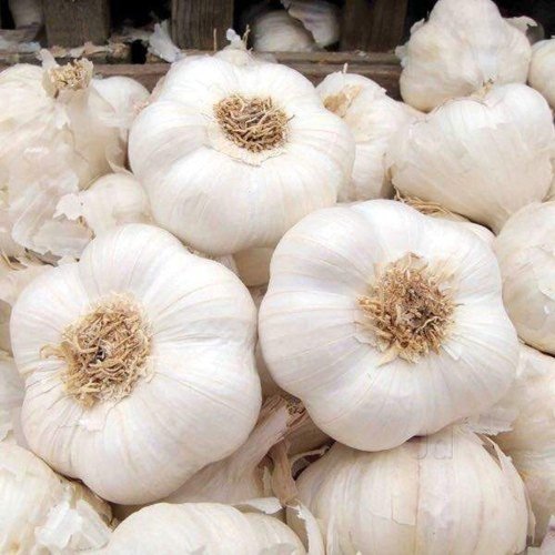 Fresh White Garlic
