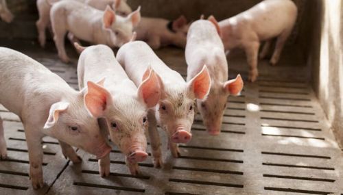 Farm Pig