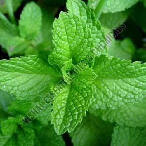 Peppermint Oil