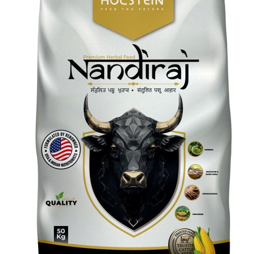 Bull Cattle Feed-  Holstein Bull Feeds Nandiraj - Strong Bulls, Better Semen Performance
