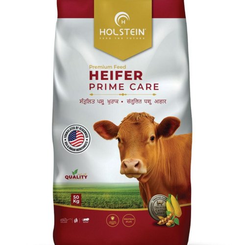 Holstein Heifer Prime Care Best Nutrition Feed