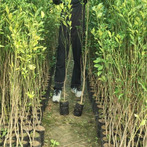 Orange Grafted Plant