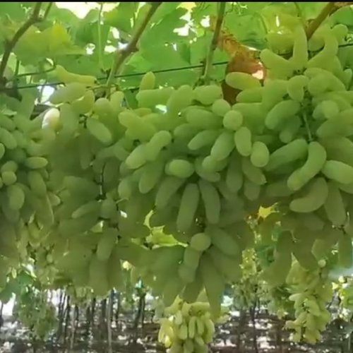 Fresh Green Seedless Table Grapes