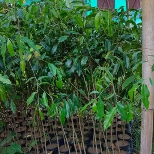 4 Feet Agarwood Plant