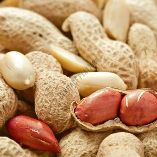 Raw Groundnut