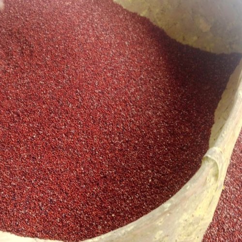 Red Ragi Seeds