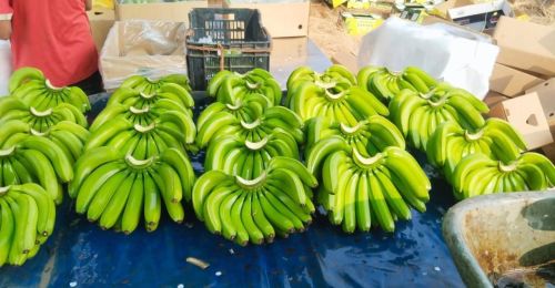 Fresh Cavendish Banana