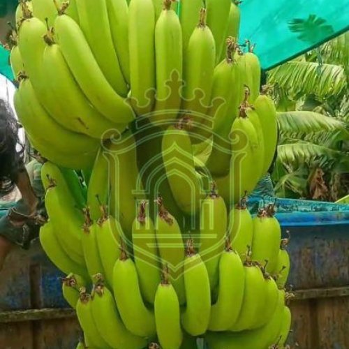 A Grade Green Banana