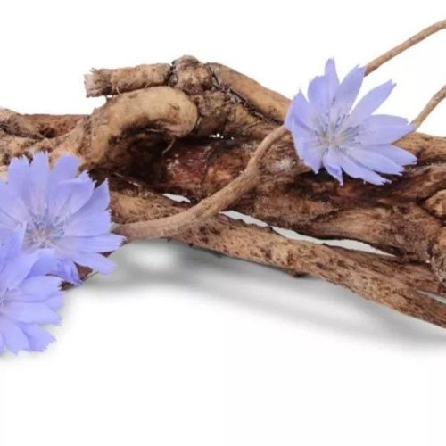 Cichorium Intybus Seed Extract