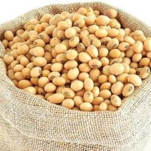 Natural Organic Soybean Seeds