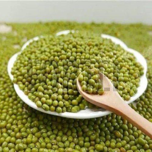green mung beans