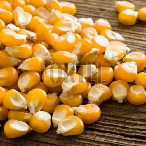maize seeds