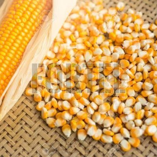 Premium Yellow Corn