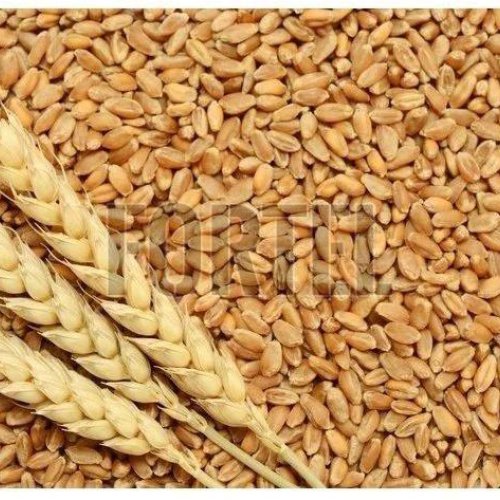 wheat grains