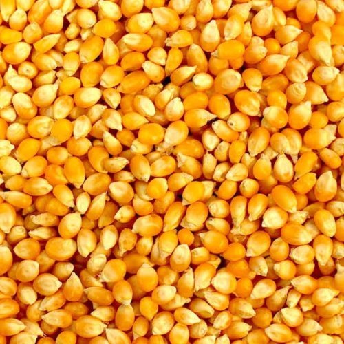 Raw Maize Seeds
