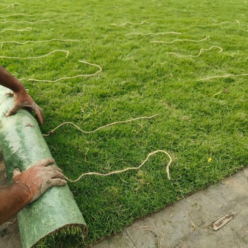 Selection Grass