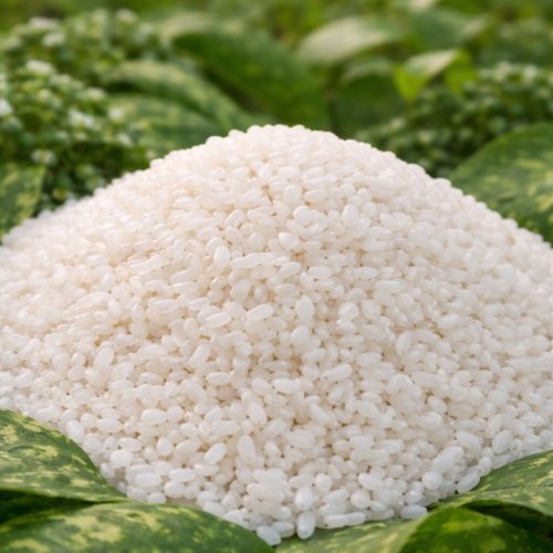 Organic White Ambemohar Rice