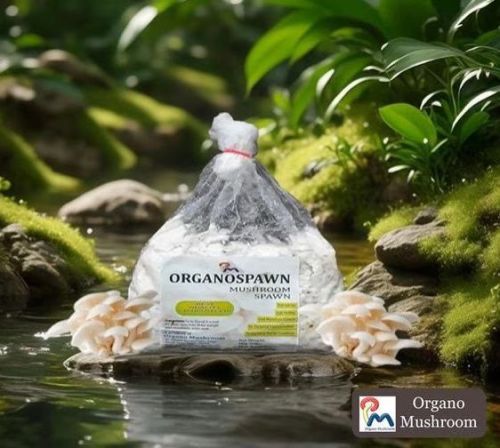 White Oyster Mushroom Spawn