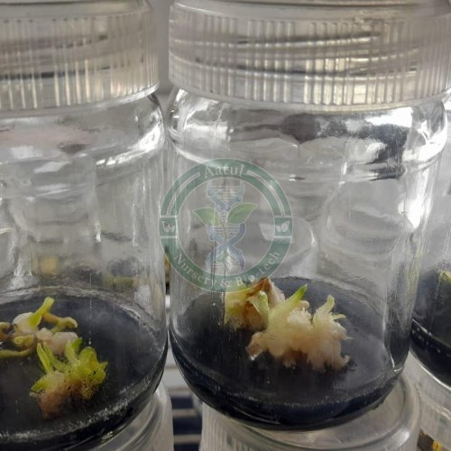 Barhee Tissue Culture Date Palm Plant
