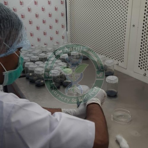 Khalas Tissue Culture Date Palm Plant