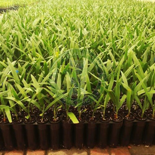 Medjool Tissue Culture Date Palm Plant