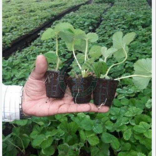 Tissue Culture Strawberry Plant