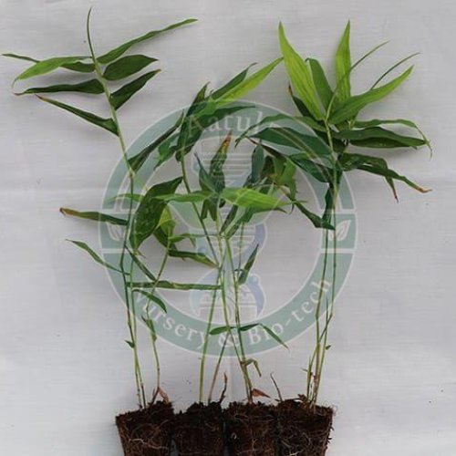 Tissue Culture Bamboo Plant