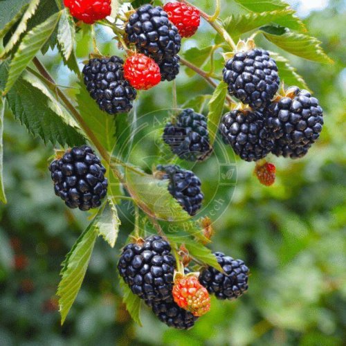Tissue Culture Blackberry Plant