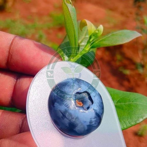 Tissue Culture Blueberry Plant