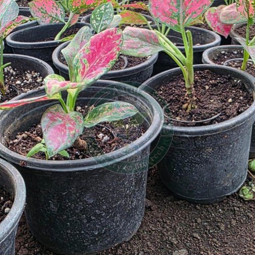 Tissue Culture Flowering Ornamental Plant