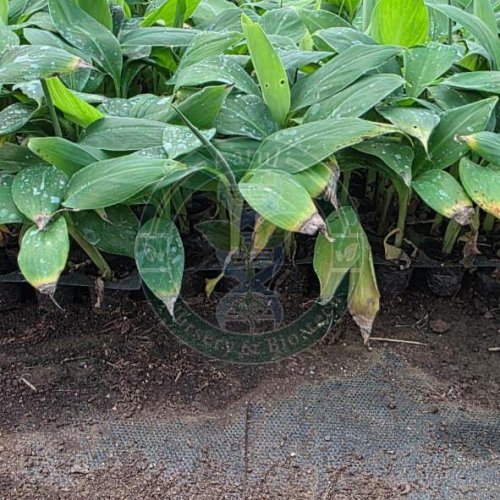 Tissue Culture G9 Banana Plant