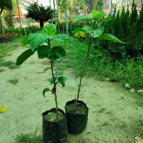 Tissue Culture Mulberry Plant