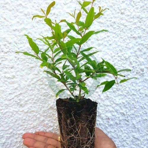 Tissue Culture Pomegranate Plant