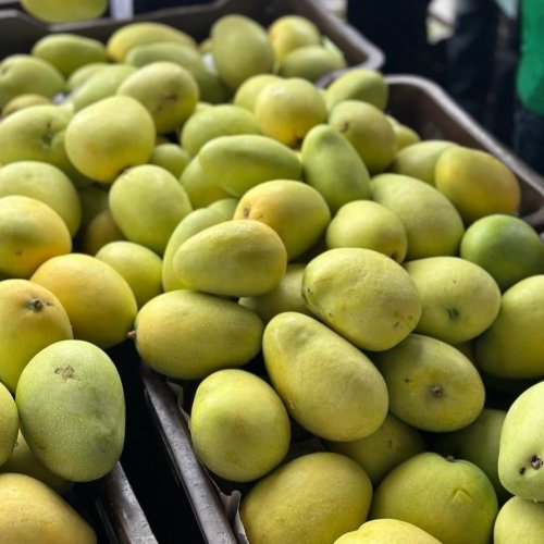 Fresh Mango