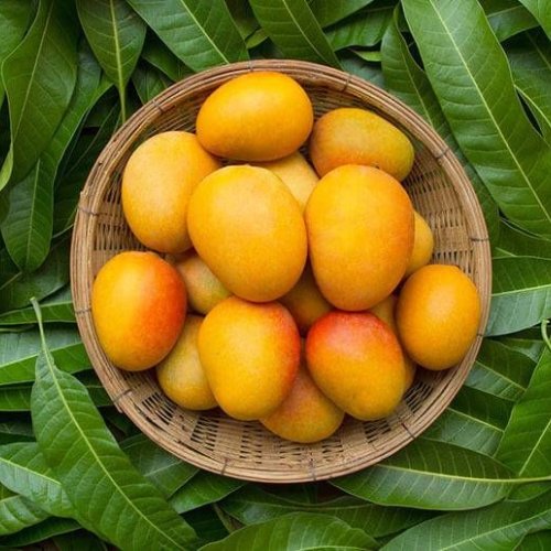 Fresh Mango