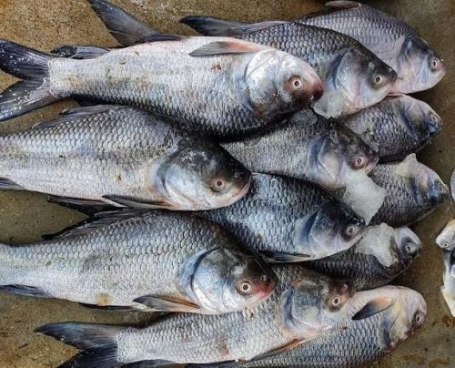 Catla Fish