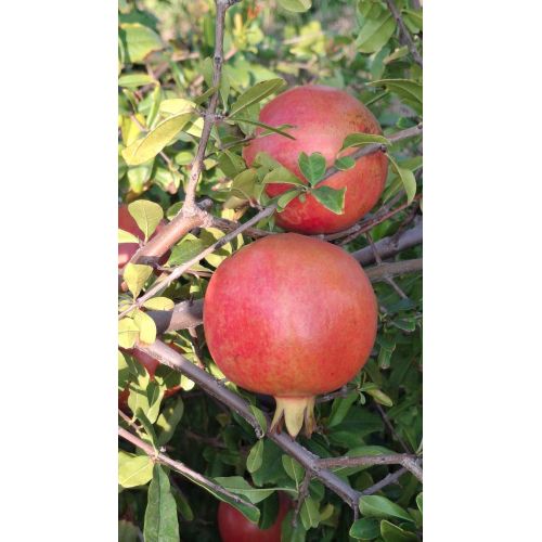 Pomegranate