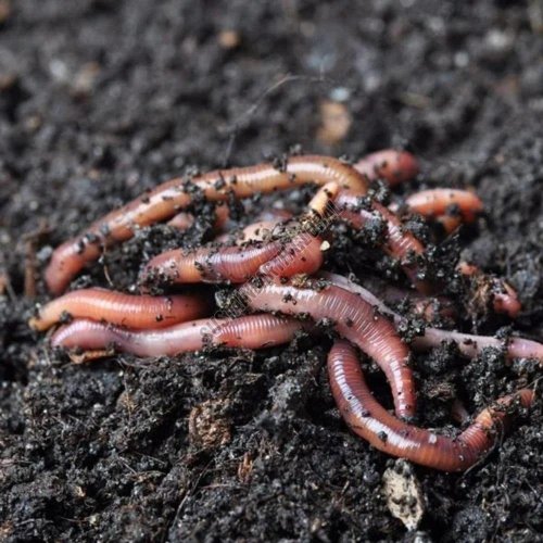 Live Earthworm