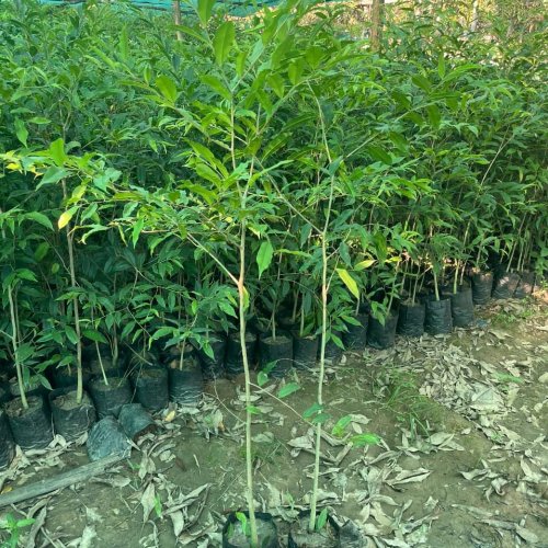 Agarwood Plant