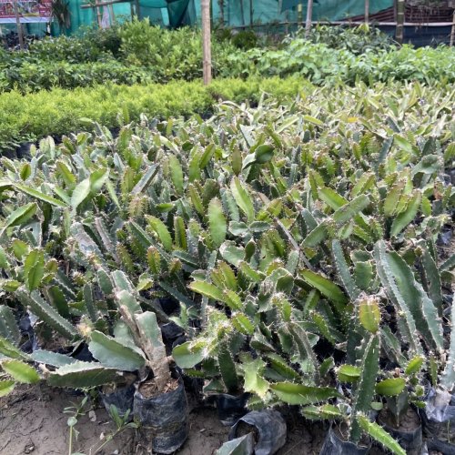 Dragon Fruit Plant
