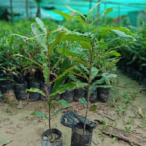 Macadamia Plant