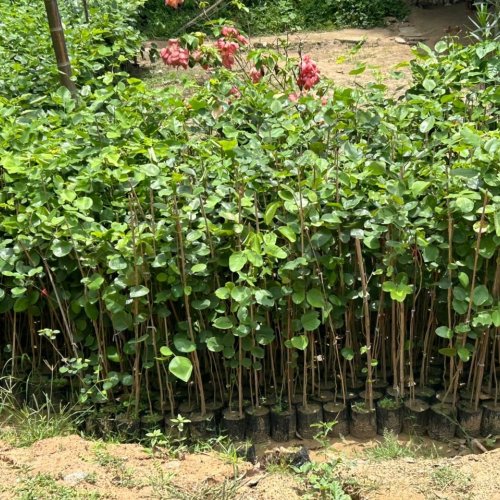 Red Sandalwood Plant