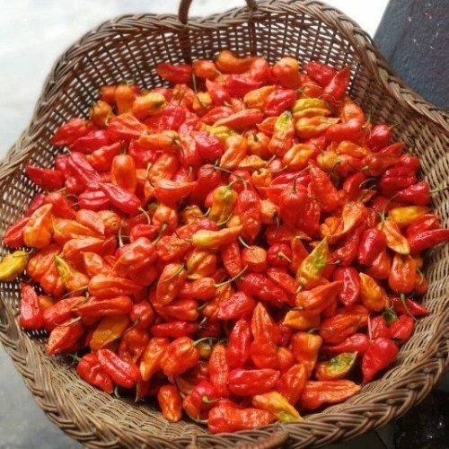Dried Naga Chilli
