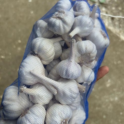 Fresh Garlic