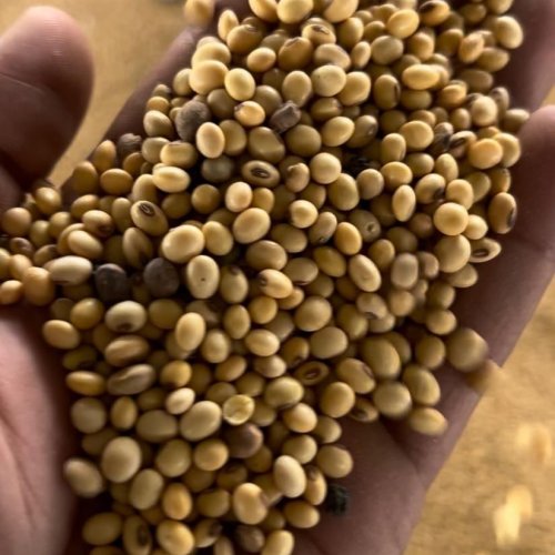 Soyabean Seeds