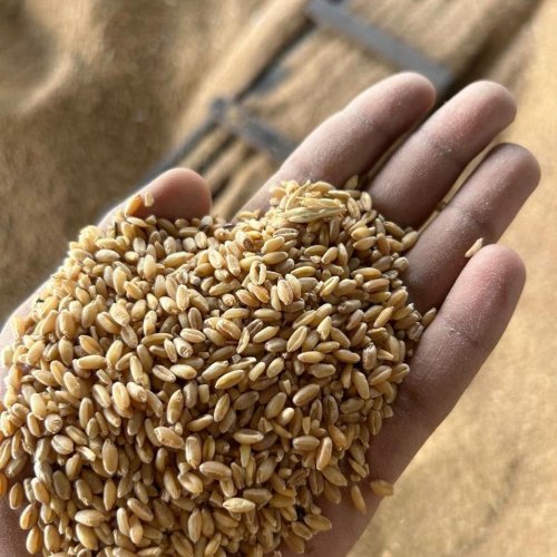 Wheat Grain